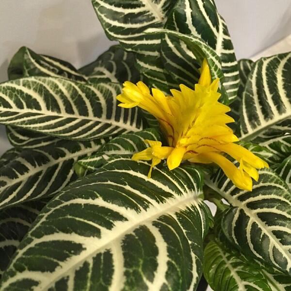 Купить цветы в магазине в городе Сочи